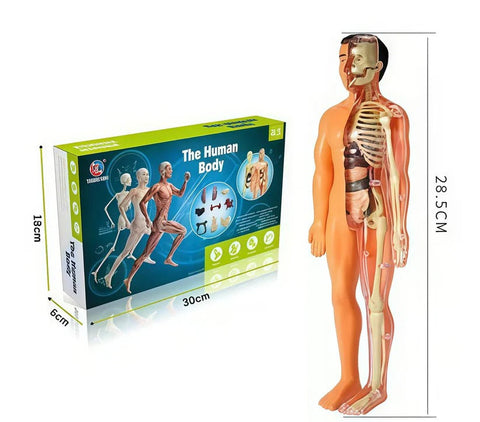 Human Body Assembly Toy